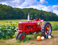 Tractor and Sunflowers