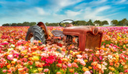 Tractor in the Flowers