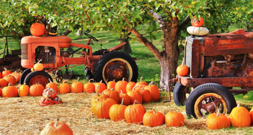 Tractors and Pumpkins Jigsaw Puzzle