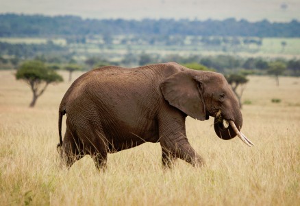 Traveling Elephant Jigsaw Puzzle