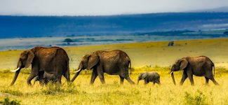 Traveling Elephants