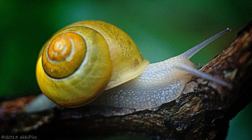 Traveling Snail Jigsaw Puzzle