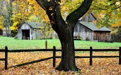 Tree and Barn