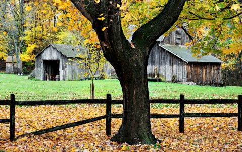 Tree and Barn Jigsaw Puzzle