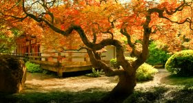 Tree and Tea House