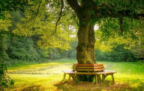 Tree Bench Jigsaw Puzzle