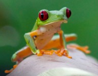 Tree Frog