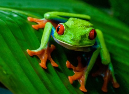 Tree Frog Jigsaw Puzzle