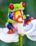 Tree Frog and Flower