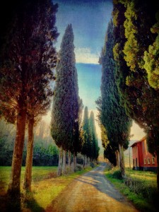 Tree Lined Road Jigsaw Puzzle