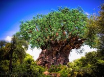 Tree of Life