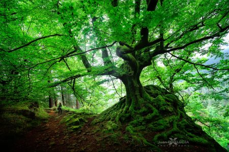 Tree Roots Jigsaw Puzzle