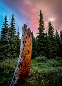 Tree Snag Jigsaw Puzzle