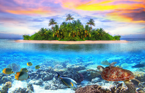 Tropic Life Jigsaw Puzzle