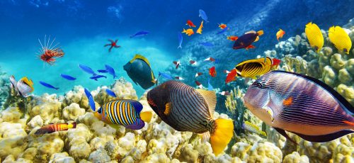 Tropical Fish Jigsaw Puzzle