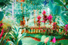 Tropical Garden