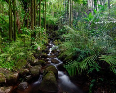 Tropical Stream Jigsaw Puzzle