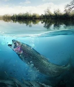 Trout Jigsaw Puzzle