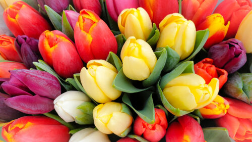 Tulip Bunch Jigsaw Puzzle