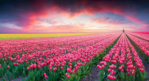 Tulip Farm Jigsaw Puzzle