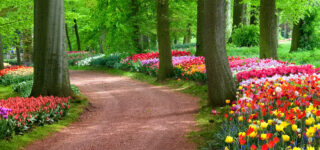 Tulip Road