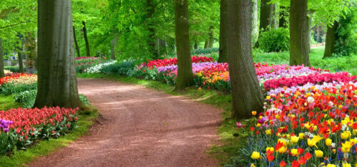 Tulip Road Jigsaw Puzzle