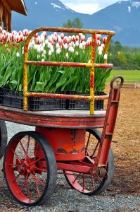 Tulip Wagon Jigsaw Puzzle