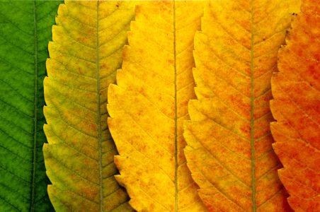 Turning Leaves Jigsaw Puzzle