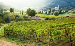 Tuscany Vineyard