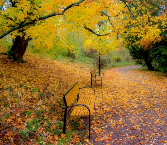 Two Benches Jigsaw Puzzle