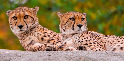 Two Cheetahs Jigsaw Puzzle