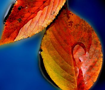 Two Fall Leaves Jigsaw Puzzle