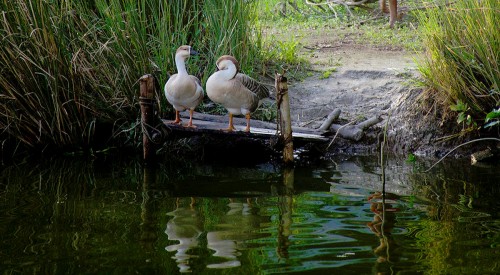 Two Geese Jigsaw Puzzle