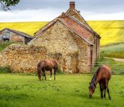 Two Grazing Horses