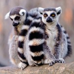 Two Lemurs