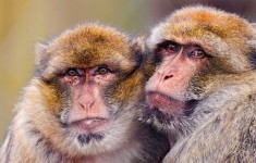 Two Macaques