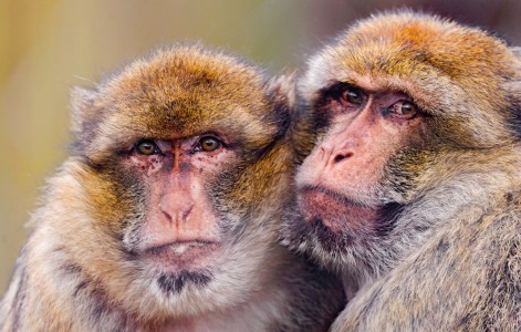 Two Macaques Jigsaw Puzzle