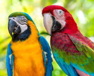 Two Macaws