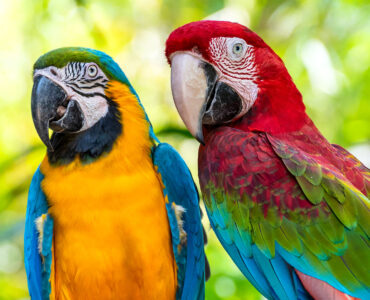 Two Macaws Jigsaw Puzzle