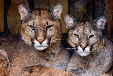 Two Pumas Jigsaw Puzzle