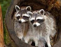 Two Racoons