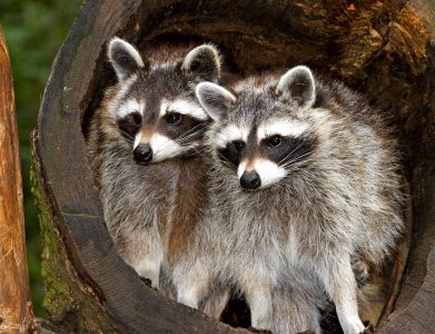 Two Racoons Jigsaw Puzzle