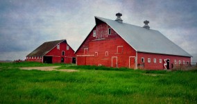 Two Red Barns