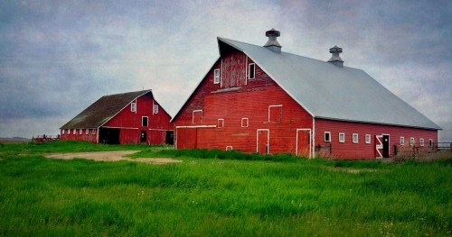 Two Red Barns Jigsaw Puzzle