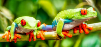 Two Tree Frogs