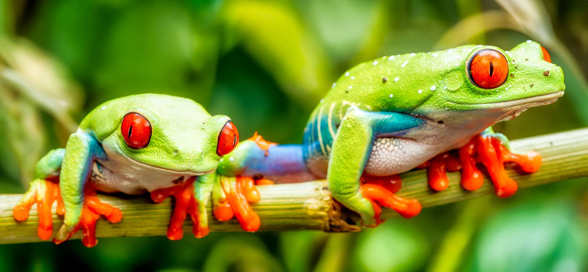 Two Tree Frogs Jigsaw Puzzle Two Tree Frogs Jigsaw Puzzle