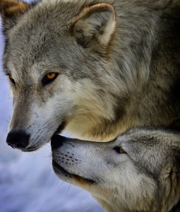 Two Wolves Jigsaw Puzzle