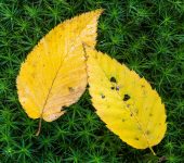 Two Yellow Leaves