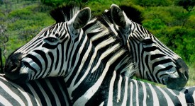 Two Zebras