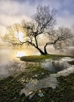 Ullswater Tree